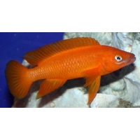 Lamprologus Leleupi orange 4-5cm